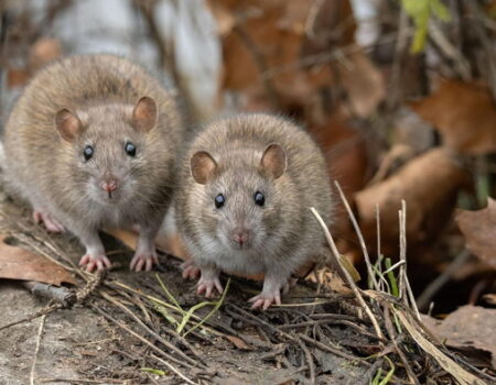 Hantavirus: Síntomas y cómo prevenirlo