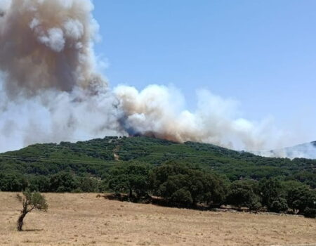 Más cabras en el monte